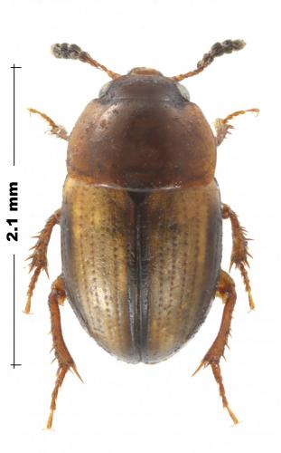 Réf. 217 663 : Leiodes sp.